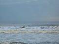 Surfer Dudes 2