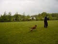 Spike politiehond Spike politiehond