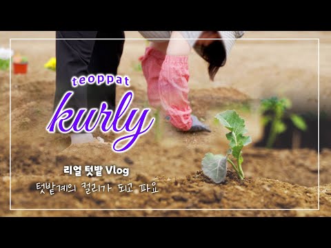 변덕스런 날씨! 말라버린 텃밭 모종들😭 [EP.02 텃밭 컬리] | 서초전원일기