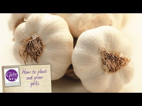how to harvest garlic uk