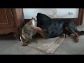 Un chat attaque un beauceron (amical)