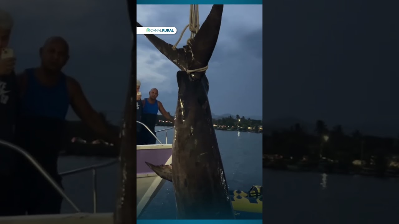 Peixe com mais de 300kg é capturado em Guarapari (ES)