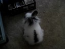 My Bunny RabBit
