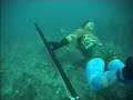 spearfishing-bluecod-knife-kill-wellington-nz.html