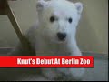Knut: The Polar Bear, Making His Debut At Berlin Zoo