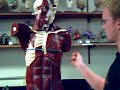 Upper body Muscular System