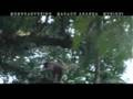 2006. Monocarvoeiro Muriqui no Itatiaia