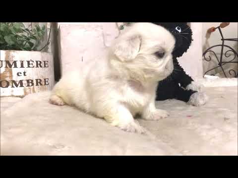 YouTube Preview Image