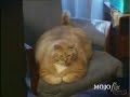 ???? ??? cat fatty