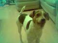 cute dog singing!