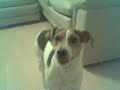 Cute  Dog Singing!