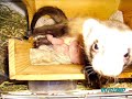 Recopilación animales de los usuarios de El Acuario Gallego  www.acuariogallego.com