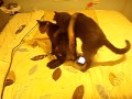 Cat-reaction to lol lol lol cats fight