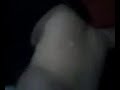 el bastardo, en un intento de ser escupido, fue vomitado