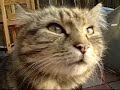 Singing cat - PLEASE READ DESCRIPTION!!