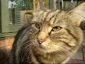 Singing cat - PLEASE READ DESCRIPTION!!