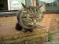 Singing cat - PLEASE READ DESCRIPTION!!