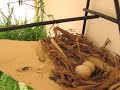 Sabiá-laranjeira Cambacica Bem-te-vi Sanhaço-cinzento Rolinha Beija-flor Sabiá-laranjeira Cambacica Bem-te-vi Sanhaço-cinzento Rolinha Beija-flor