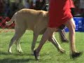 English Mastiff Veteran Dogs 9-30-07 - Mastiffs