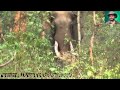 Rail line Crossing (Bison) &Bonous Elephant