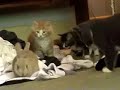 Feral Kittens and Killer Bunnies
