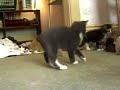 Feral Kittens and Killer Bunnies