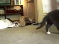 Feral Kittens and Killer Bunnies