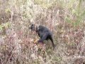 Carbone au bois.wmv Carbone au bois.wmv
