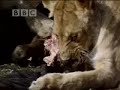 Michael Palin visits volcano in the Serengeti - BBC Michael Palin visits volcano in the Serengeti - BBC