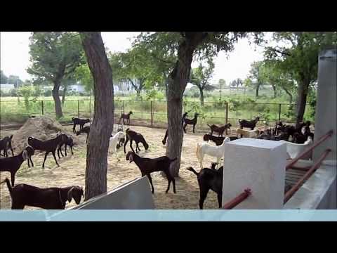 rajasthan goat farming - Watch how we at Qureshi Farm www.qureshifarm.com in Fatehpur, Rajasthan India spoil our goats and make things interesting for our visitors. For those who wou...