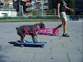 SKATEBOARDING DOG