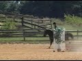 Be Not Afraid, TB Stallion Be Not Afraid, TB Stallion