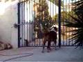 S-Bernards-on-guard