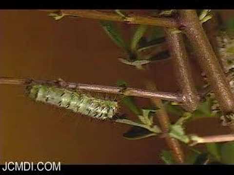 White-Streaked Silkmoth Larva Molts