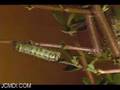 White-Streaked Silkmoth Larva Molts