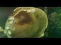 Caribou - Irene