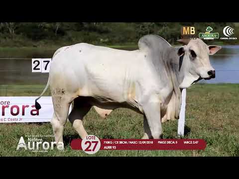 2 DE OLHO NA FAZENDA NELORE AURORA