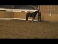 Coming 3 year old Don Crusador/Wenzel mare