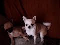 MOV09847.MPG droopy et don diego