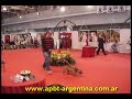 American Pit Bull Terrier fight :: Gamedogs :: FCA