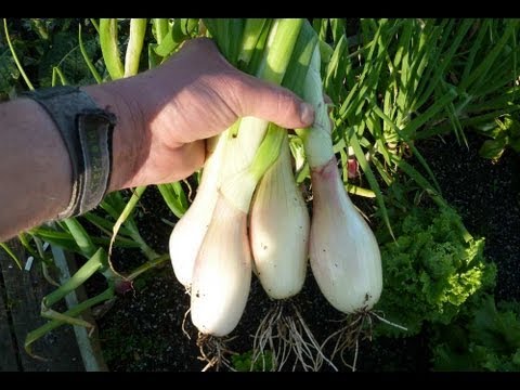 how to replant shallots