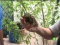 videos de ABUELA MARIHUANA 2/2