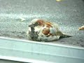 Sparrow Dancing