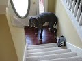 Steps are Scary!!