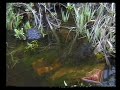 frogs laying a clump of spawn. Location UK. March 2008