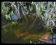 frogs laying a clump of spawn. Location UK. March 2008