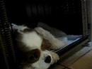 Buddy and Harry - Sleeping Icon