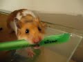 Fellfrosch fighting with Pen Fellfrosch fighting with Pen