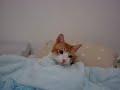 [ネコ]猫が見せるベッドでの「すやすやタイム」が可愛すぎる。のサムネイル1