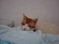 [ネコ]猫が見せるベッドでの「すやすやタイム」が可愛すぎる。のサムネイル2